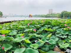 -鹊华居·地道鲁菜·海鲜·融合味(大明湖店)