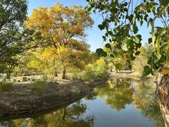 -金塔沙漠胡杨林景区