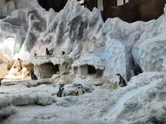 -帝企鹅自助餐厅•儿童岛•真企鹅(长隆企鹅酒店)