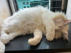 -楼上猫咖(罗湖店)