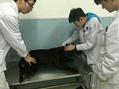 -中农大我爱我爱24h动物医院·中医针灸·猫专科·骨科医疗中心(双井店)