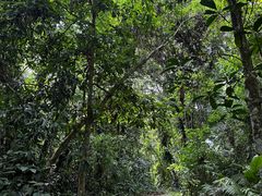 -中国科学院西双版纳热带植物园
