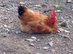 加顺土特产（溧阳板栗合作社）-加顺农场餐厅