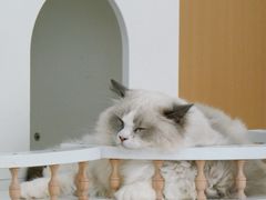 -鼓捣猫呢主题猫咖店