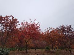 -北京十三陵国家森林公园蟒山景区