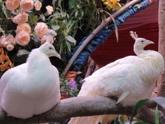 -正佳雨林生态植物园