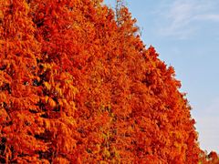 -上海海湾国家森林公园