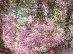 -深圳国际园林花卉博览园