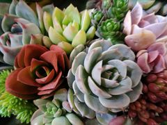 -双季花艺园艺市场(浦东店)