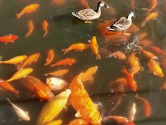 -西湖外事游船(花港观鱼码头)