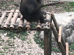 -成都动物园