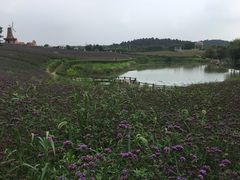 -大塘金香草谷