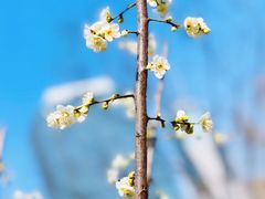 -新虹桥中心花园
