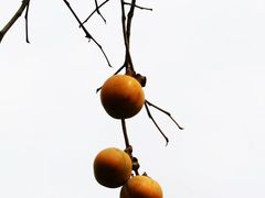 -如意山房柿子树下餐厅