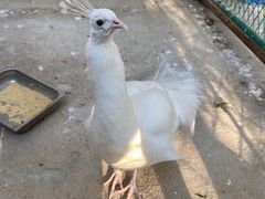 -宁波九龙湖开元度假村