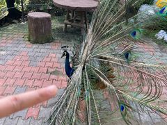 -吉隆坡雀鸟公园