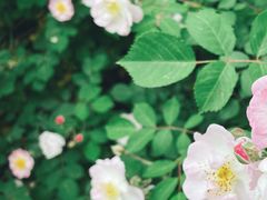 -北京国际鲜花港