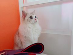 -Bastet sally猫舍购宠(静安店)