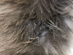 -藏猫猫咖啡主题馆(中央大道店)