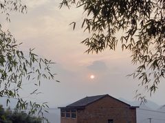 -桑洲油菜花景区