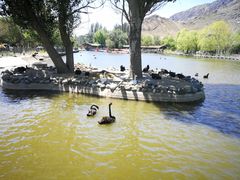 -新疆天山野生动物园