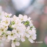 出门下楼去小区里赏春吧！