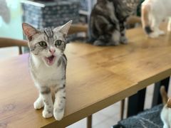 -平行世界·猫咖(首经贸店)
