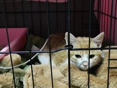 -宠颐生宠物医院外科·内科·皮肤科·影像科(石龙店)