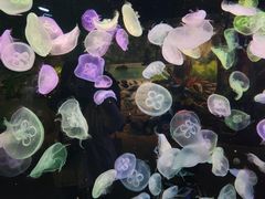 -海合安武汉极地海洋公园