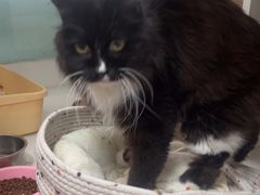 -北京观赏动物医院·24小时大型综合·猫专科·异宠专科