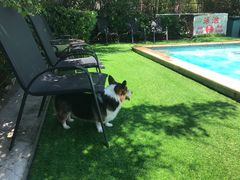 -汪说喵讲宠物乐园宠物酒店(红星美凯龙店)