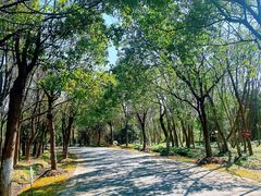 -上海海湾国家森林公园