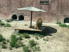 -新疆天山野生动物园