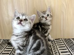 -喵zoo家庭繁育猫舍(尖东智能花园店)