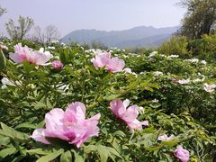 -盛世牡丹苑生态文化旅游区