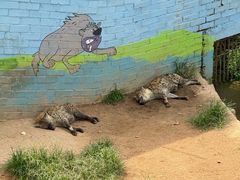 -西霞口神雕山野生动物世界