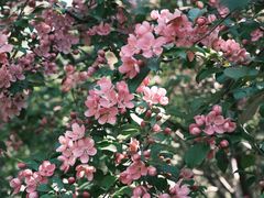 -长白岛森林公园