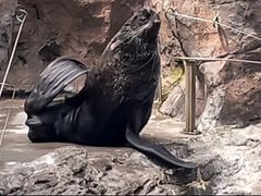 -西雅图水族馆