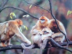 -贵州森林野生动物园
