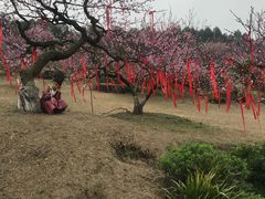 -秀丽东方
