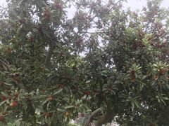 -呼吸森林·生态农庄农家乐私房菜