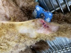 -伟伟宠物医院·CT影像中心·瑞派犬猫综合性门诊(汉口总院)