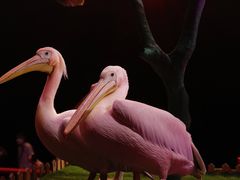 -广州长隆国际大马戏