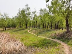 -东郊湿地公园