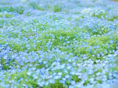 -上海辰山植物园