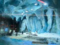 -帝企鹅自助餐厅•儿童岛•真企鹅(长隆企鹅酒店)