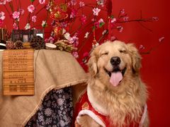 -超宠爱宠物摄影-Super pet