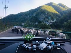 -关山草原