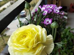 -双季花艺园艺市场(浦东店)