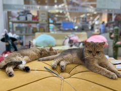 -1013 PET SHOP精品宠物商店(丁香店)